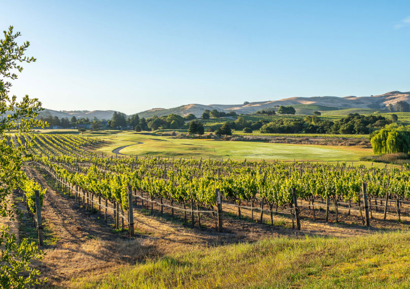 vineyards