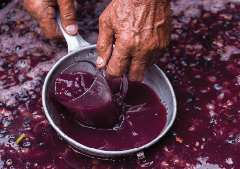 crushing grapes