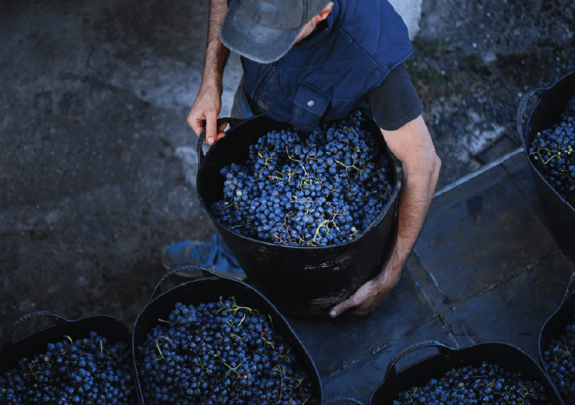 man holding a barrel of grapes