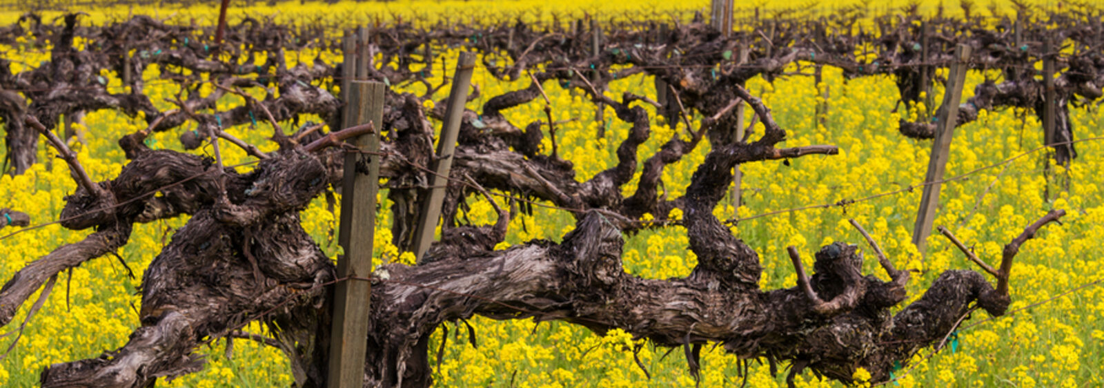 Napa,Valley,Vineyards,,Mustard,In,Bloom,And,Old,Gnarly,Vine