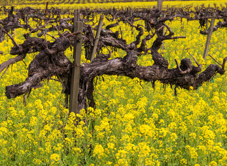 Napa,Valley,Vineyards,,Mustard,In,Bloom,And,Old,Gnarly,Vine Mobile